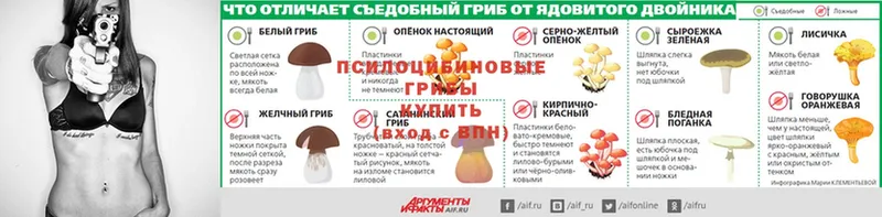 купить наркотики цена  Княгинино  OMG tor  Псилоцибиновые грибы Psilocybine cubensis 